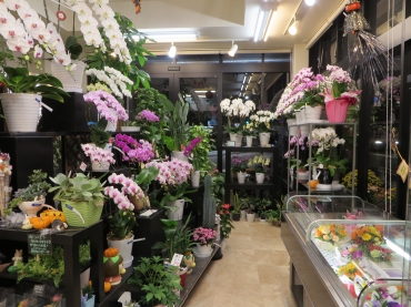 「星のフラワー」　（神奈川県茅ヶ崎市）の花屋店舗写真2